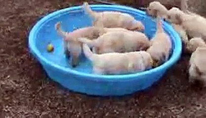 5 week old golden retriever puppies really mad when someone doesn't fill their poo