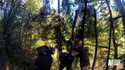 Time Lapse  Honeycomb Hideaway   Treehouse Masters