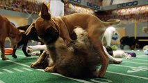 Puppy Bowl XI Pregame Show!