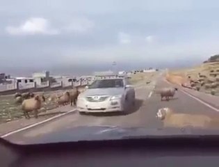 Un Bélier attaque une Voiture