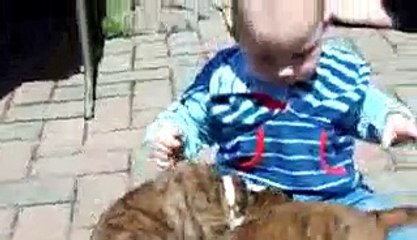 Boxer puppies and baby