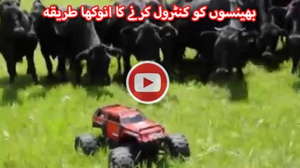 Cow chasing by robot car