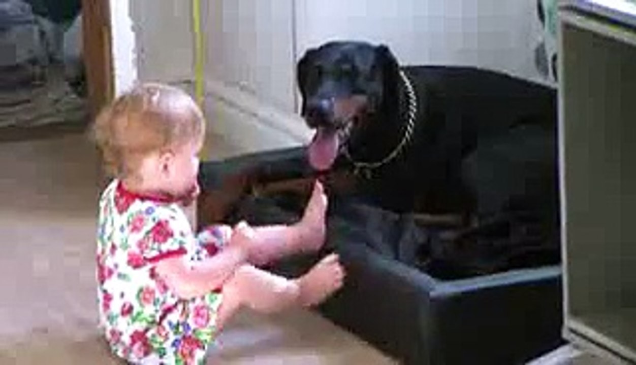 Dangerous Doberman. Or?