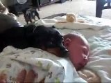 Don't wake the baby! Min Pin guards baby