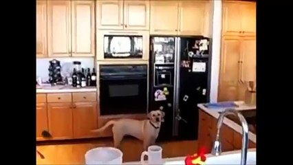 Top 10 Most Viewed Funny Videos On May 2014