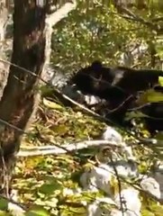 Lov na medvjeda , Hunting on the bear