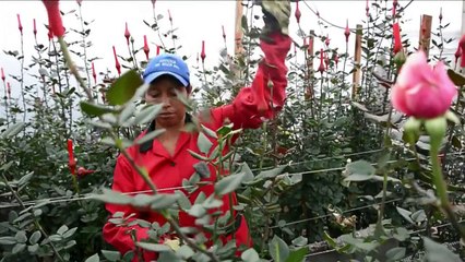 Las flores de San Valentín