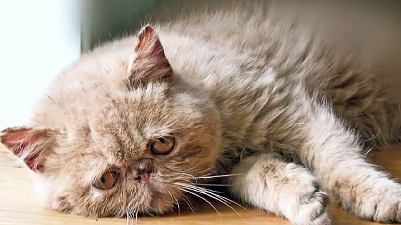 Sad Cat Diary