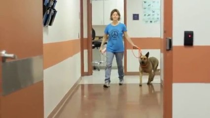 Lost Dog Dora reunited with family after seven months