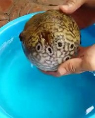 OMG!!! Amazing - Never Seen Before - Its really a Miracle