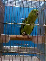 Subhan Allah .  Parrot ko qirat kerta dekhain