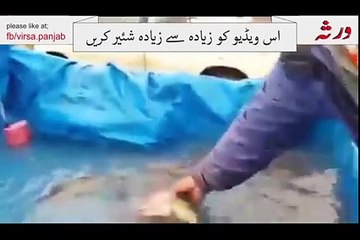 ایک ایسی مچھلی جس کے اندر سے سب اعضاء نکال دئیےگے لیکن پھر بھی زندہ اللہ اکبر