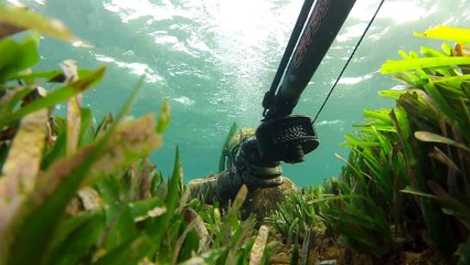 chasse sous marine en méditrranée debut 2015