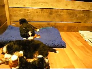 3 fév les bébés jouent