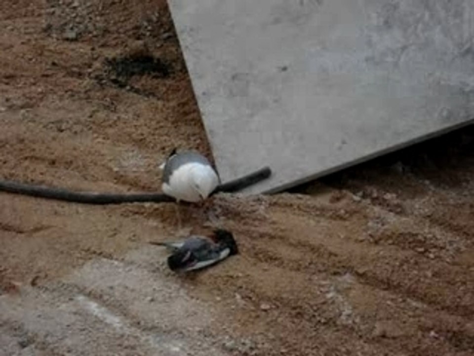 La mouette cannibale