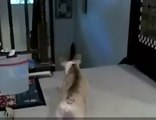 Cat scares dog - VERY funny