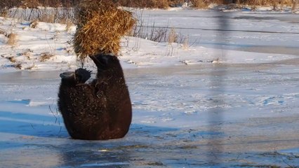 un ours joue avec du foin