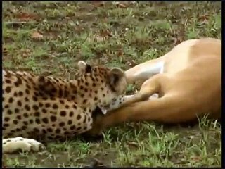Smart Gazelle Escapes by Playing Dead! Video