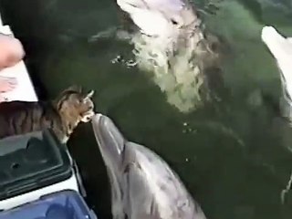 Cat and Dolphin Playing Together