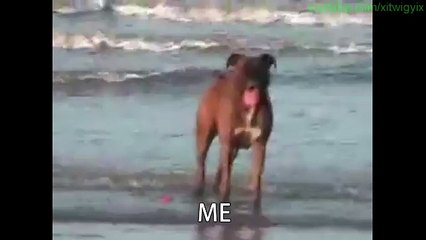 Dog Won_t Listen To Owner [Funny Subtitled Version!