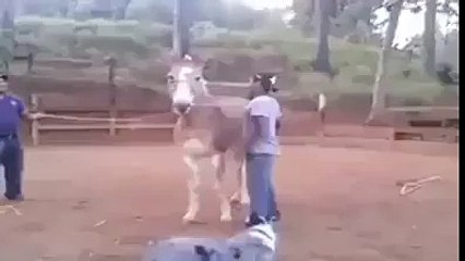 staggering funny animal