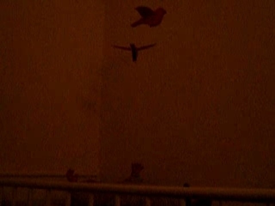 Mes oiseaux