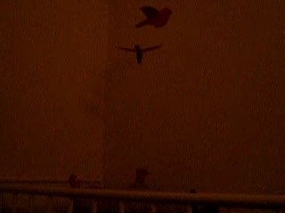 Mes oiseaux
