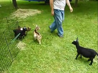 OHAA..Biri Bu Keçiyi Durdursun...