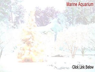 Marine Aquarium Download Free - Legit Download (2015)