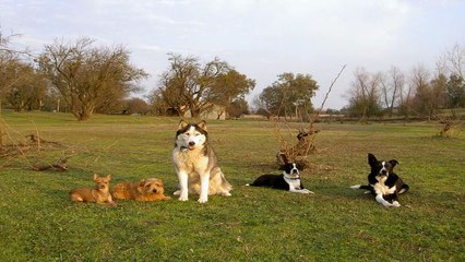 Dog Training - Breaking In The Dog House