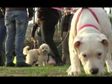 Napoli - Apre il primo asilo nido per cuccioli di cane -2- (03.02.15)