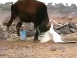 Wow Dangerous Fight Duck and Cow