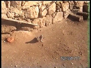 mehmet keleş  saraylı akkuyruk erkek 05368161074