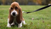 Different Dog Training Collars for Different Ways to Train Your Dog