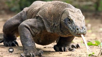 Le procès du dragon de Emmanuel Pierrat