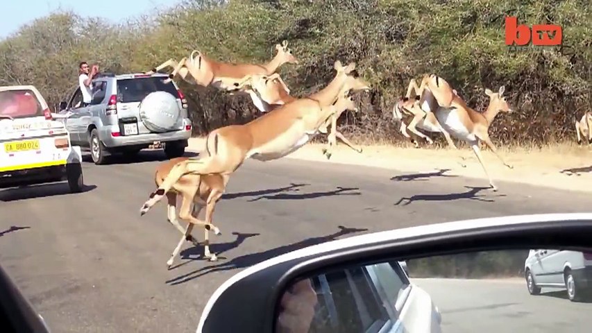 Holy Crap  Cheetah Chases An Impala Into A Tourist s Car  Pretty Wild Footage