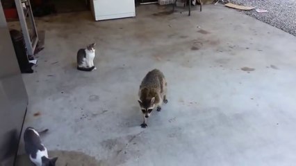 Racoon steals cats' meal - funny