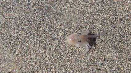 Un bébé pieuvre marche sur le sable