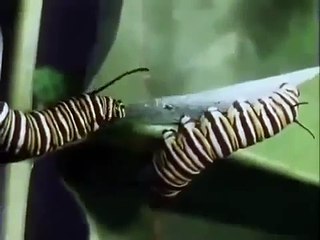 Amazing Animal Camouflage Best Disguises Full Nature Wildlife Documentary