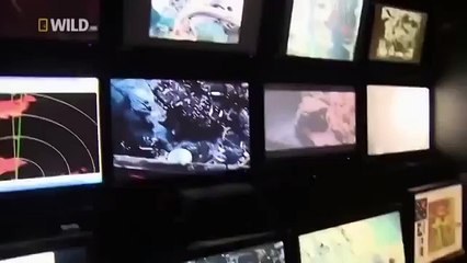 Amazing Creatures & Fish of the Deep Ocean Sea Full Nature Wildlife Documentary