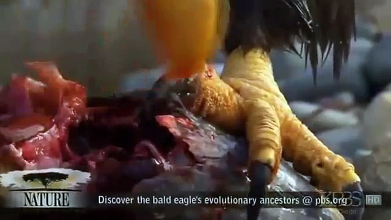 American Eagle Nature Documentary