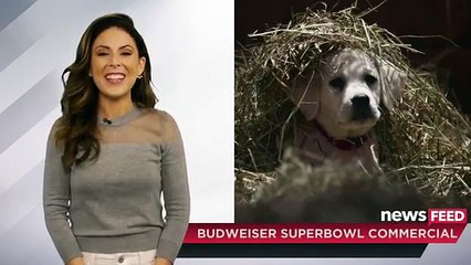 Budweiser  Lost Dog  Superbowl 2015 Commercial THE FEELS