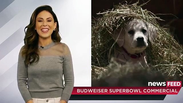 Budweiser Lost Dog Superbowl 2015 Commercial THE FEELS