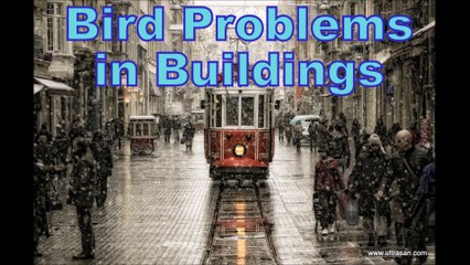 Bird Problems in Buildings