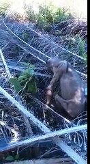 Korkunç Yaratık Böyle Görüntülendi