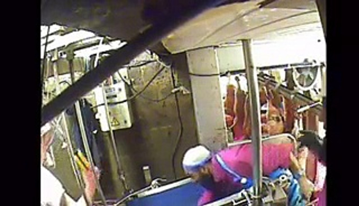 footage exposes shocking slaughterhouse cruelty - Video Dailymotion