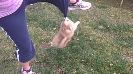 Puppy rapidly spins while holding onto pant leg