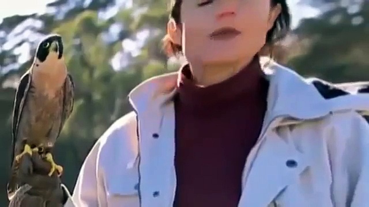 Documentary National Geographic Animal Attack