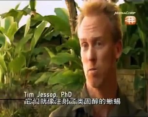 Giant Komodo Dragons Documentary on Massive Lizards