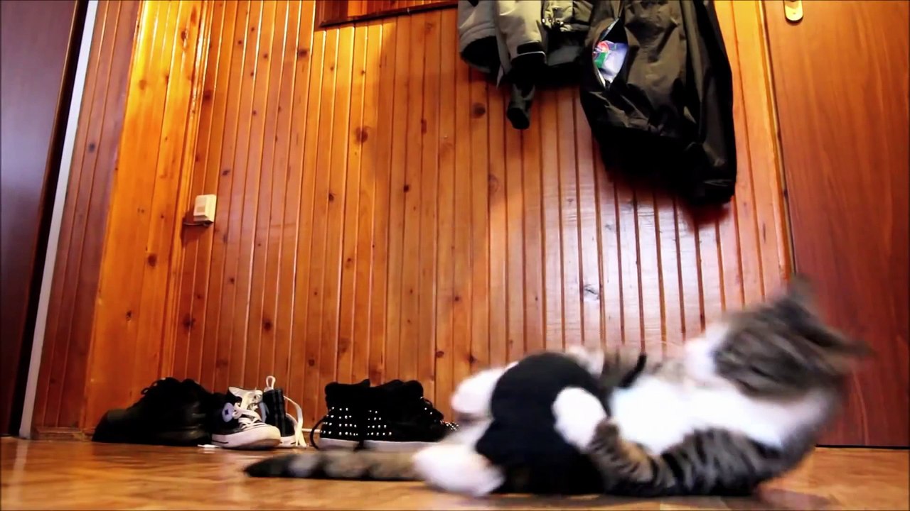 Kangaroo - Cat (Insane!)